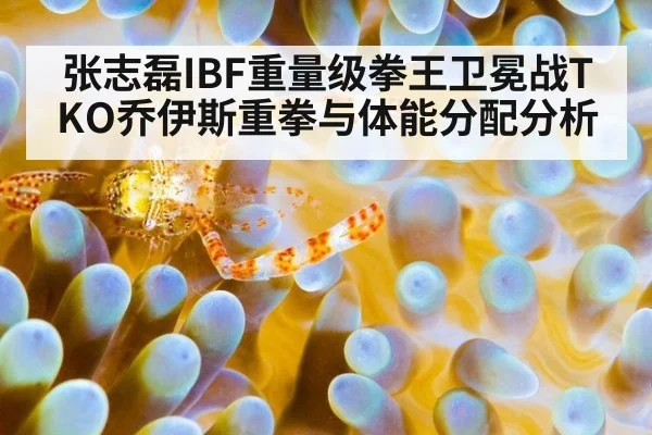 张志磊IBF重量级拳王卫冕战TKO乔伊斯重拳与体能分配分析